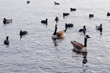 coots and ducks on a river just before sunsetの写真素材