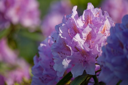 Pink-colored rhododendron bloomsの写真素材