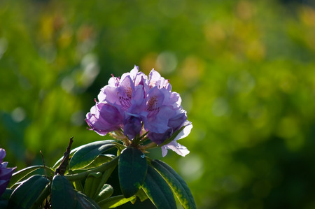 Pink-colored rhododendron bloomsの写真素材