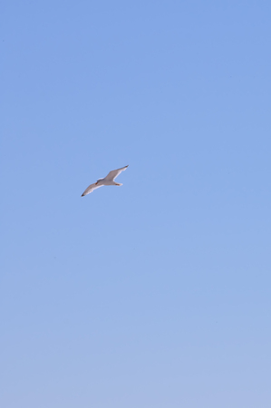 Single seagull flying in a blue summer sky