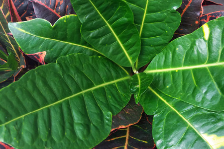 big leaves of croton (Codiaeum variegatum)