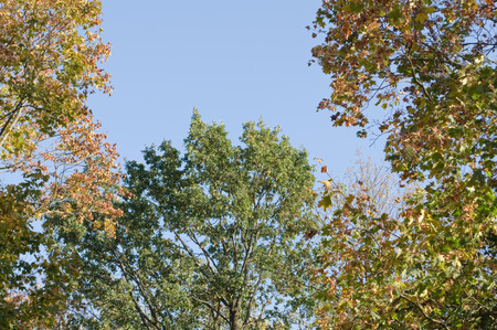 trees with green and brown leaves and a clear blue skyの写真素材