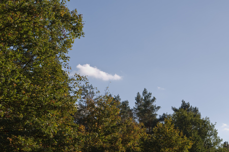 trees with green and brown leaves and a clear blue skyの写真素材