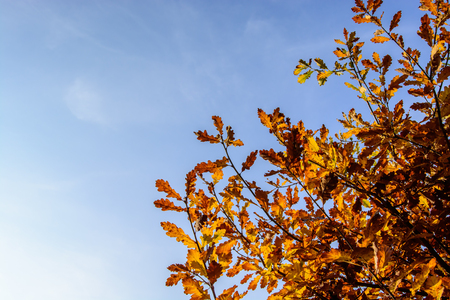 Autumnal trees on a sunny autumn day with blue skyの写真素材
