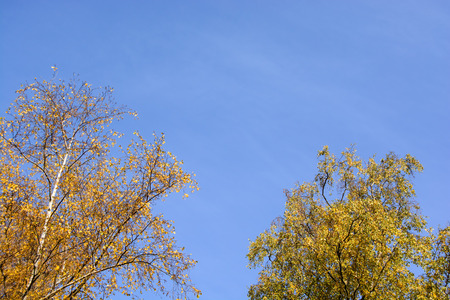 Autumnal trees on a sunny autumn day with blue skyの写真素材