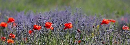 Lavendel und Mohnの写真素材