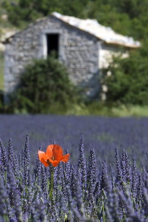 in der Provenceの写真素材