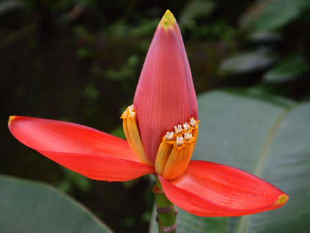 Red flowerの写真素材