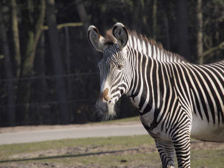 Zebra in the sunの写真素材