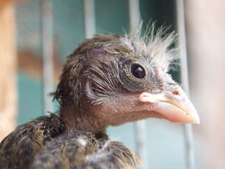 Baby Canaryの写真素材