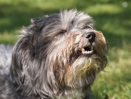 Little Dog enjoying his bone in the backyardの写真素材