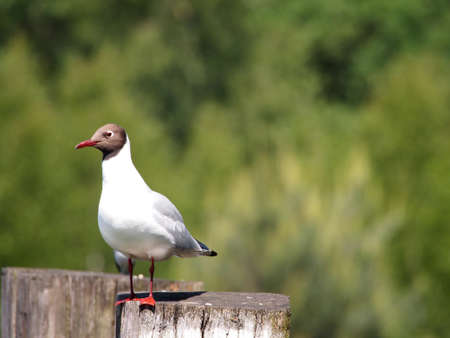 Gull