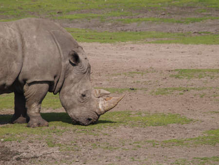 Rhino in the wildの写真素材
