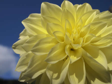 Dahlia against a blue skyの写真素材