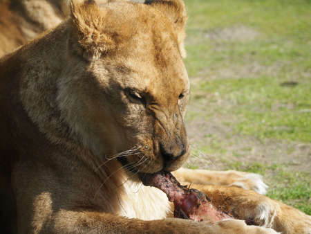 Lioness eatingの写真素材
