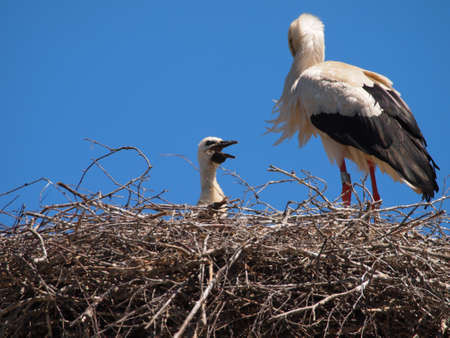 Stork with a baby