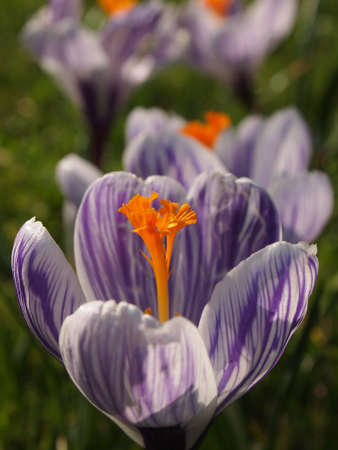 Crocusの写真素材