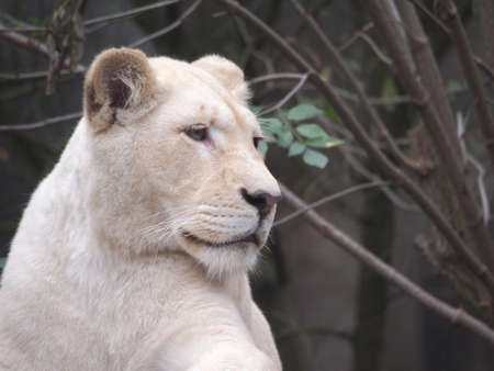White lionessの写真素材