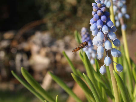 Muscari botryoides, Blue flower with Beeの写真素材