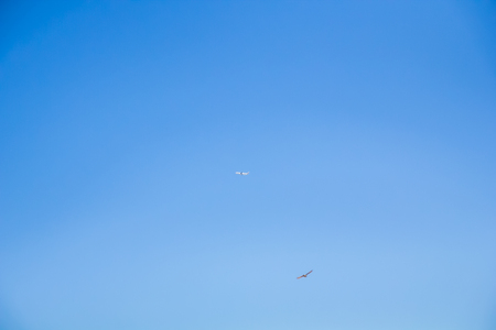 Sky plane bird