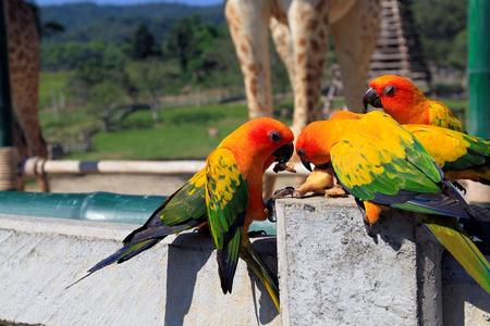 Many colorful parrot enjoy eating food together with friend