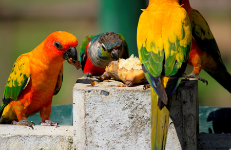 Many colorful parrot enjoy eating food togetherの写真素材