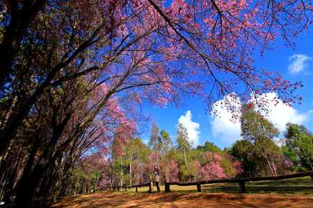 Asian Woman taking photo of Wild Himalayan Cherry blossoms tree with blue sky at Khun Mae ya, Chiangmai, Thailandの写真素材