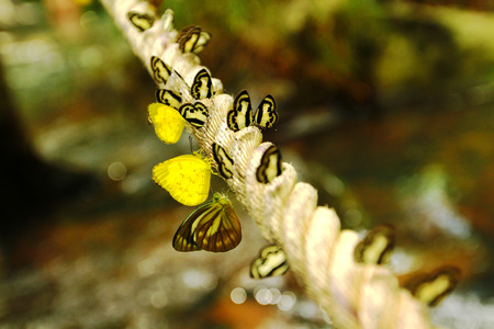 A lot of butterfly on the long rope with waterfall background (Amathusiidae)の写真素材