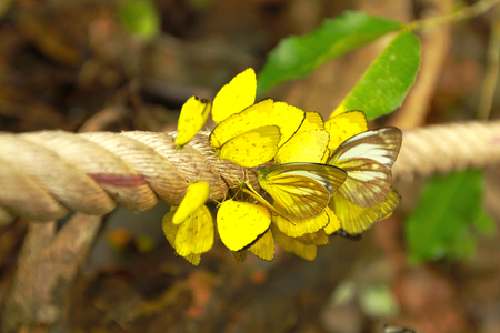 The yellow butterfly are on the long rope with soft background (Amathusiidae)の写真素材