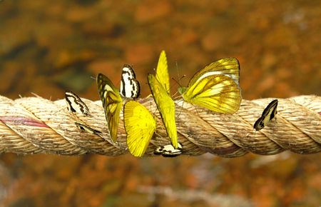 Many yellow butterfly on the rope with brown blur background (Amathusiidae)の写真素材