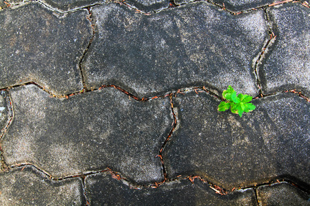 The small tree growing alone among of concrete floor. New life born among different environment, New business breake through, beginning, start, start-up conceptの写真素材