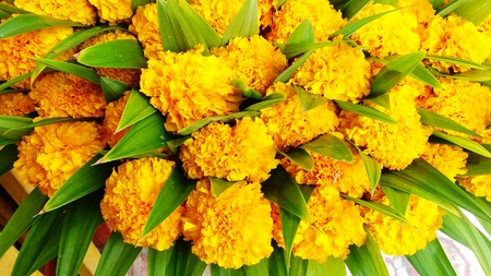 Colorful of many marigold flowers in gardenの写真素材