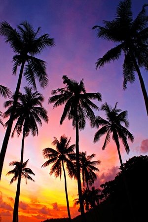 Beautiful silhouette coconut palm trees on the tropical beach at sunrise time in the early morning at at Angthong Islands National Marine Park, Surat Thani, Thailand.の写真素材