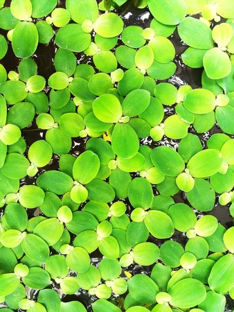 Many green leaves floating on the water.の写真素材