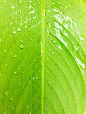 Raindrop on the green leaf after raining dayの写真素材