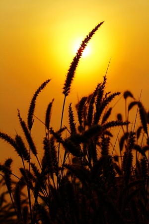 Close up silhouette of grass flowers with sun background at sunrise or sunset timeの写真素材
