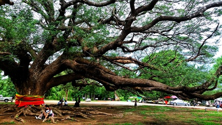 Love couple sitting and taking photo under giant monky pod tree at Kanchanauri, Thailandのeditorial素材