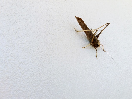 Close up brown grasshopper hanging wall and isolated on white wall background with copy spaceの写真素材