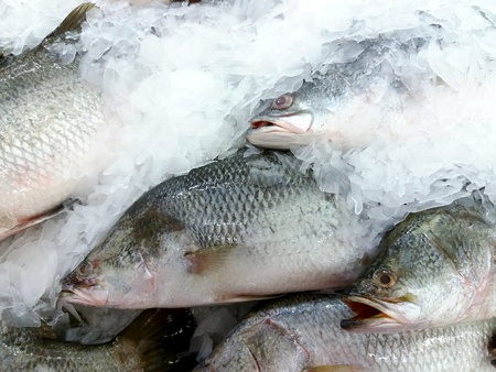 Close up many Tilapia putting on ice at supermarket. Frehness fish.