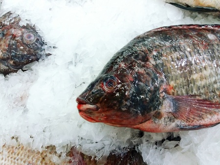 Close up fresness tilapia fish putting on ice for shopping at supermarket.の写真素材