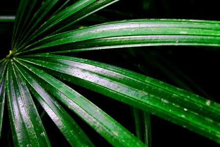 Close up green leaf of plam or coconut palm tree and selective focus. Pattern, Textured and Background concept.の写真素材