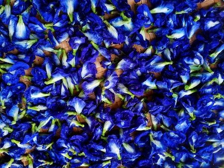 Many freshness blue, purple or pea flowers on the floor - Pattern and Backgrouund. Scientific name of flower: Clitoria ternatea L.)の写真素材