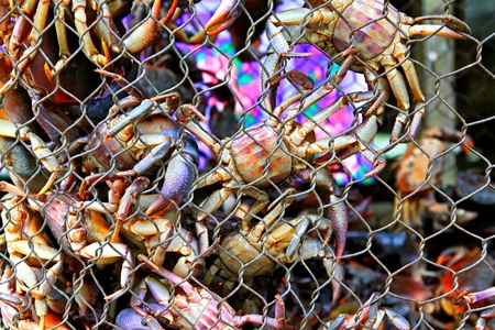 Many small crabs climbing in grating for selling at street food market - Group of animals.の写真素材