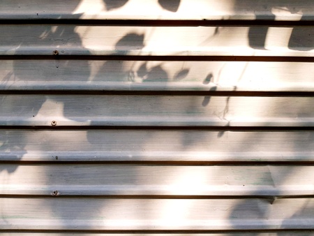 Shadow of leaves and yellow sunlight in the morning on white steel background or wooden door - Art...