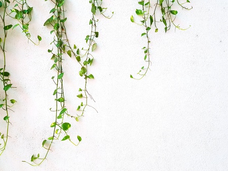 Green vine, liana or creeping plant on old white cement or grunge abstract wall background with copy space - Nature plant wallpaper.の写真素材