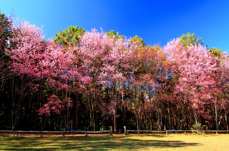 Beautiful of nature plant - Wild Himalayan Cherry (Sakura Thailand) field with clear blue sky in winter season at Doi Khun Wang, Chiang Mai, Thailand. Scientific name of this pink flower: Prunus cerasの写真素材