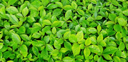 Many freshness small green Chaplo leaves background in herb garden - Beauty of nature wallpaper conceptの写真素材