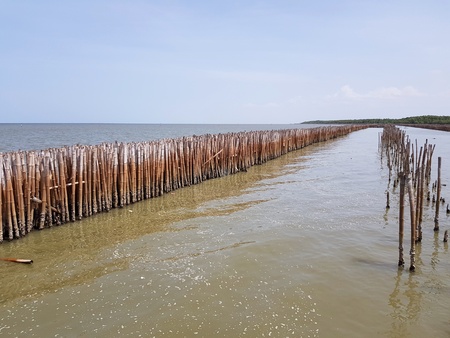 Bamboo barrage made by human and protecting the big wave from the sea or ocean and blue sky with copy space for prevent damage to village and mangrove forest - Nature material and Protect conceptの写真素材