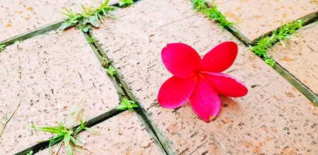 Red Plumeria fall into the brown title floor with copy space - Spring time and Nature conceptの写真素材