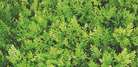 Pattern of green Thuja tree background - Beautiful of Nature and wallpaper concept